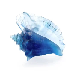 Coquillage conque daum