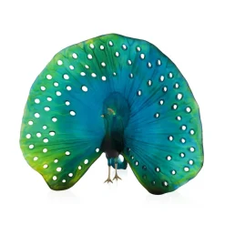 Parade du paon daum par madeleine van der knoop