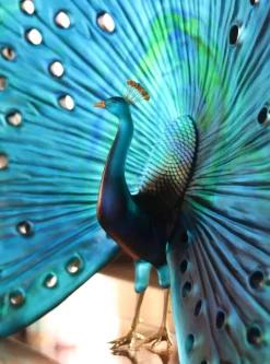 Parade du paon daum par madeleine van der knoop