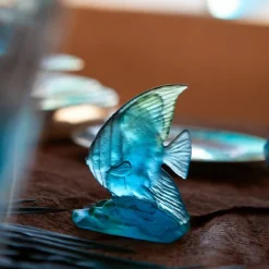 Poisson Platax Petit Modèle Maya Daum